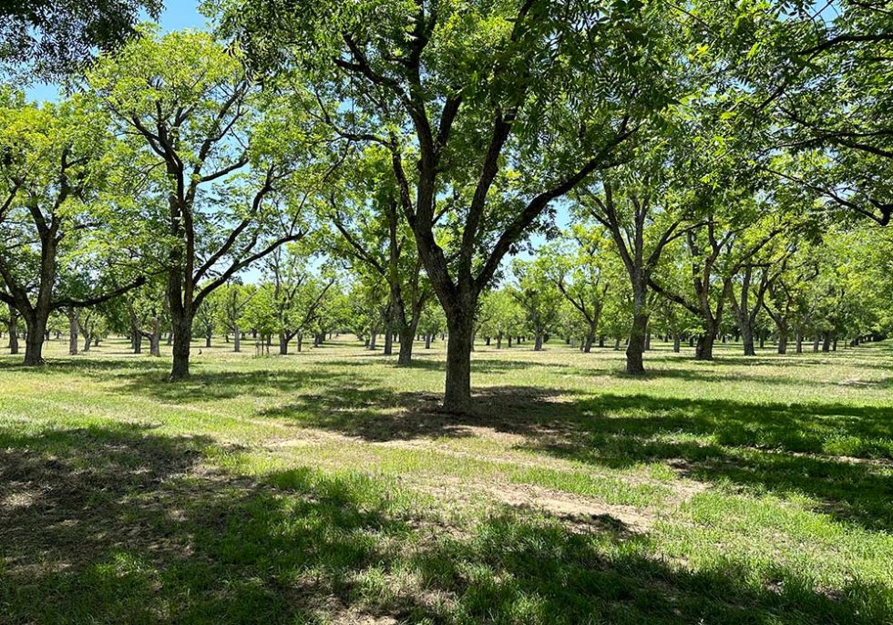 Pecan Plantation Stunning natural beauty. Unparalleled amenities.
