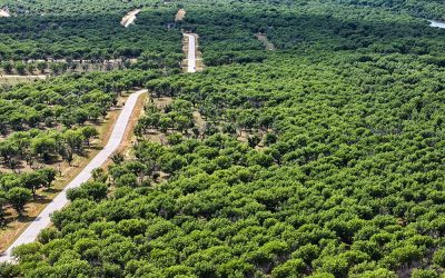 Build + Brew: Builder Preview of New Homesites at Pecan Plantation